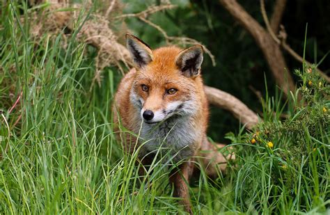 feral fox porn|Feral Fox Porn .